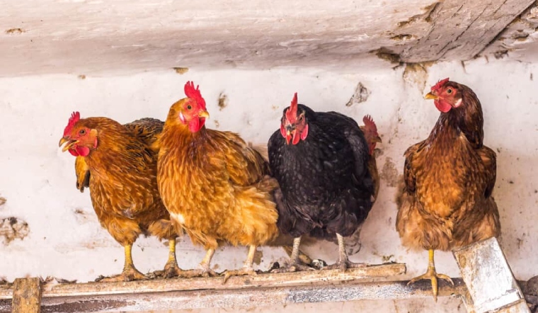 Giá gia cầm hôm nay 31/03/2023: Giá vịt tại một số nơi giảm nhẹ