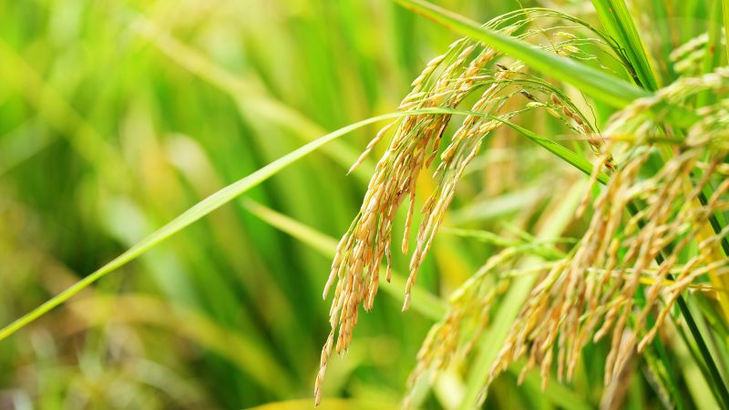 Giá lúa hôm nay 31/3