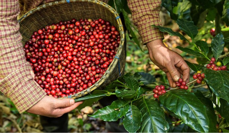 Giá cà phê hôm nay 31/03/2023: Tăng 1.000đ/kg so với hôm qua