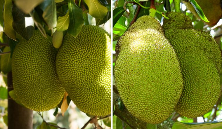 Giá mít Thái hôm nay 31/03/2023: Giá cao nhất là 39.000đ/kg