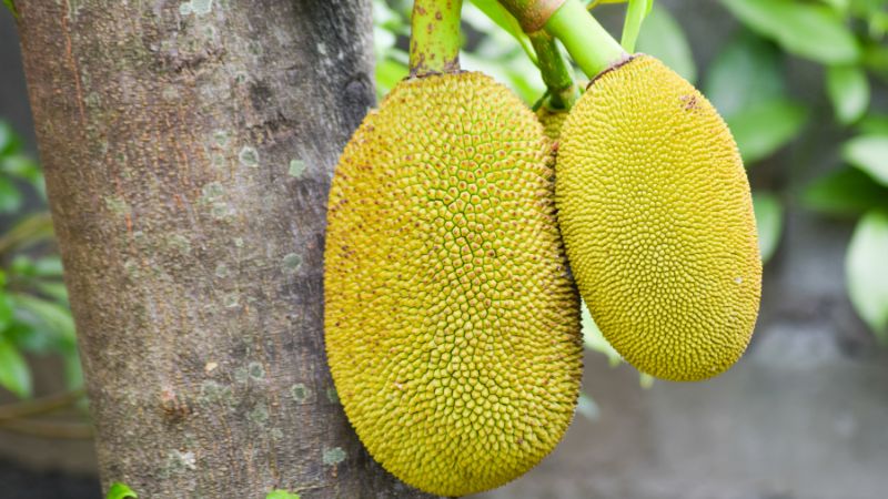 Giá mít Thái hôm nay 31/03/2023