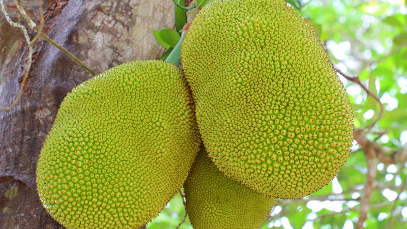 Nguyên nhân giá mít bất ngờ giảm