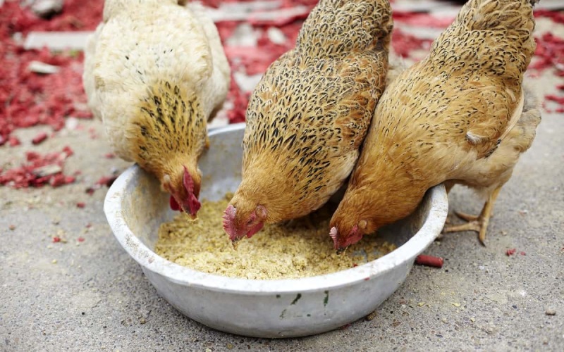 Giá gà hôm nay ngày 01/04