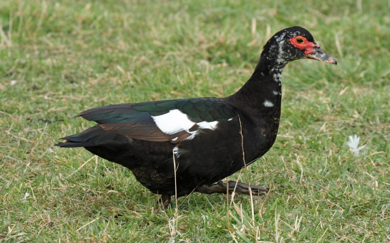 Giá vịt hôm nay ngày 01/04