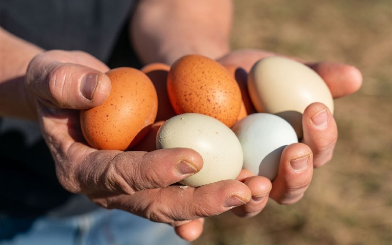 Giá trứng gà hôm nay ngày 01/04