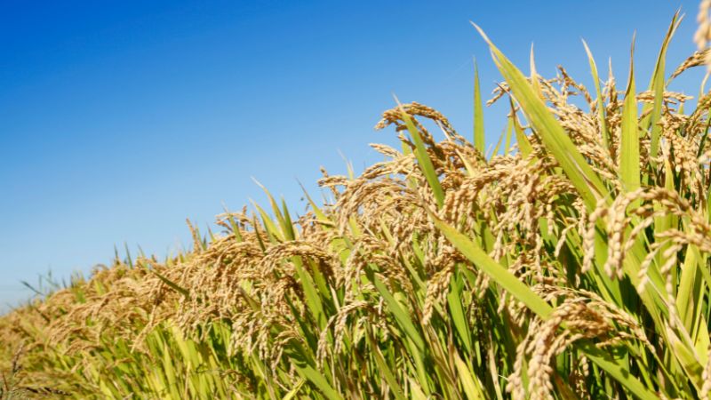 Giá lúa hôm nay 1/4 Giá lúa hôm nay 1/4