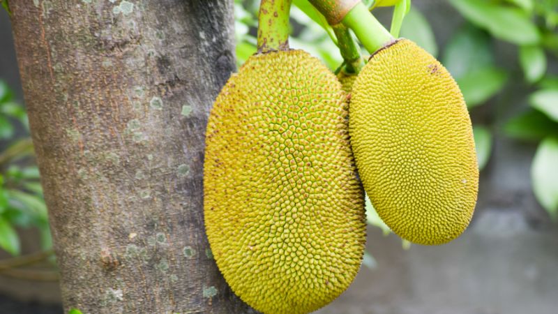 Giá mít Thái hôm nay 01/04/2023