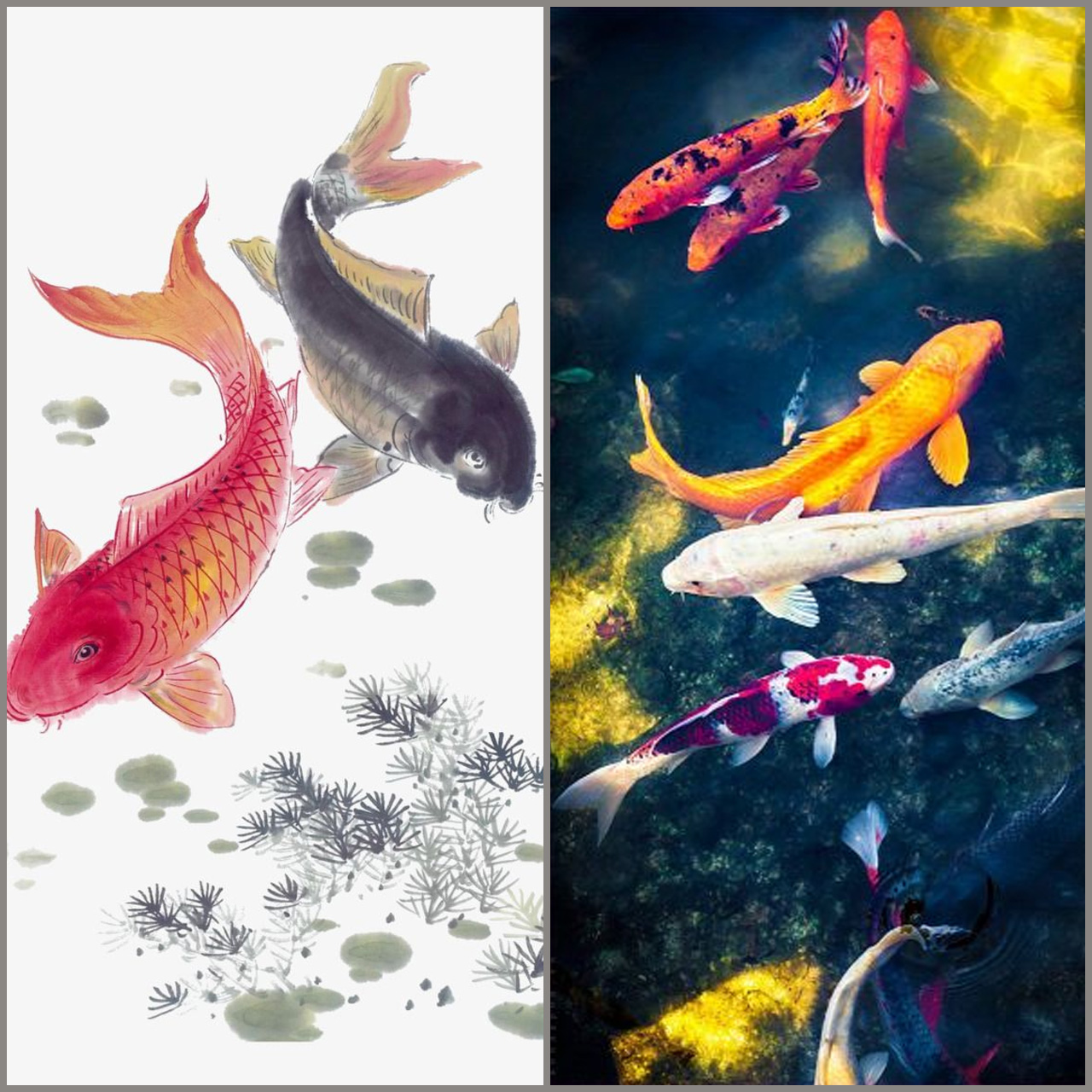 Bộ sưu tập hình ảnh cá Koi đẹp chất lượng cao - Luna Koi Farm