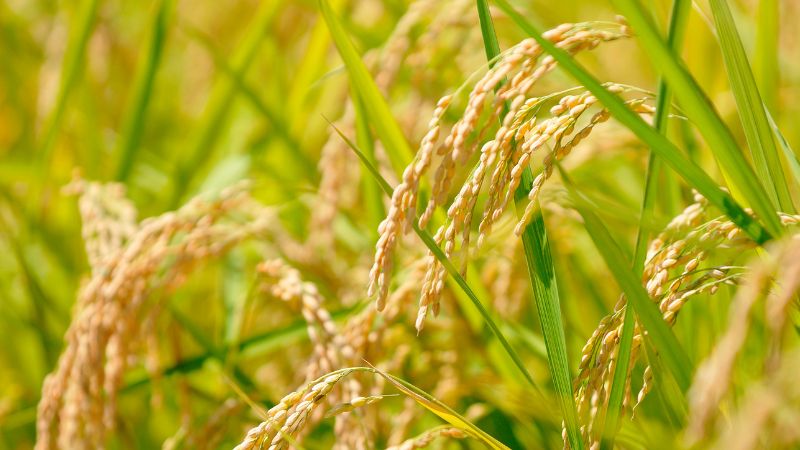 Giá lúa hôm nay 3/4