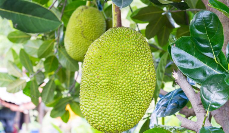 Giá mít Thái hôm nay 03/04/2023: Giá mít Nhất là 37.000đ/kg