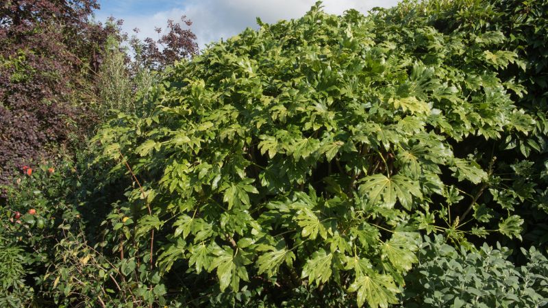 The Aralia plant is a woody plant belonging to the family Araliaceae
