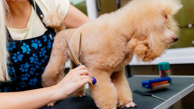 Cách tắm cho chó Poodle đơn giản, thơm lâu, không sợ rối lông