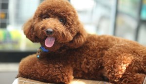 Cách tắm cho chó Poodle đơn giản, thơm lâu, không sợ rối lông