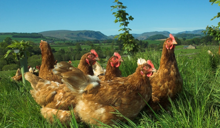 Giá gia cầm hôm nay 04/04/2023: Vịt Cần Thơ và TP Hồ Chí Minh tiếp tục giảm