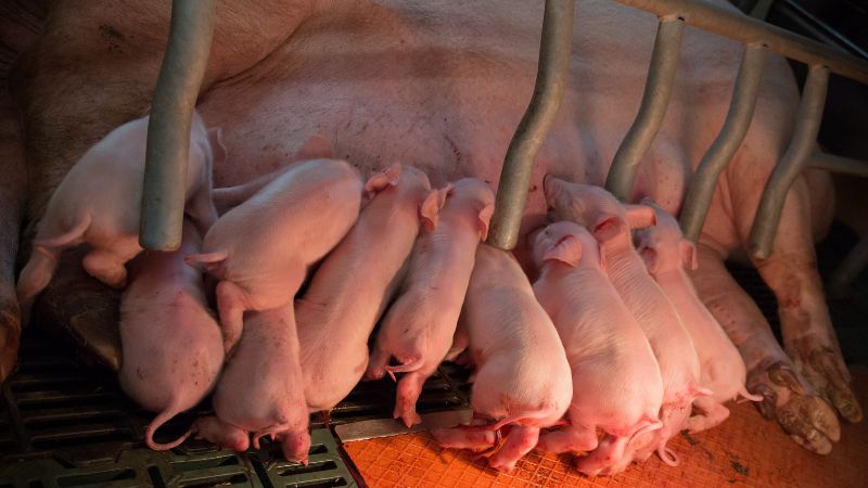 Giá heo hơi hôm nay 4/4 tại miền Bắc