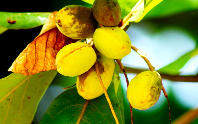 Bàng fruit