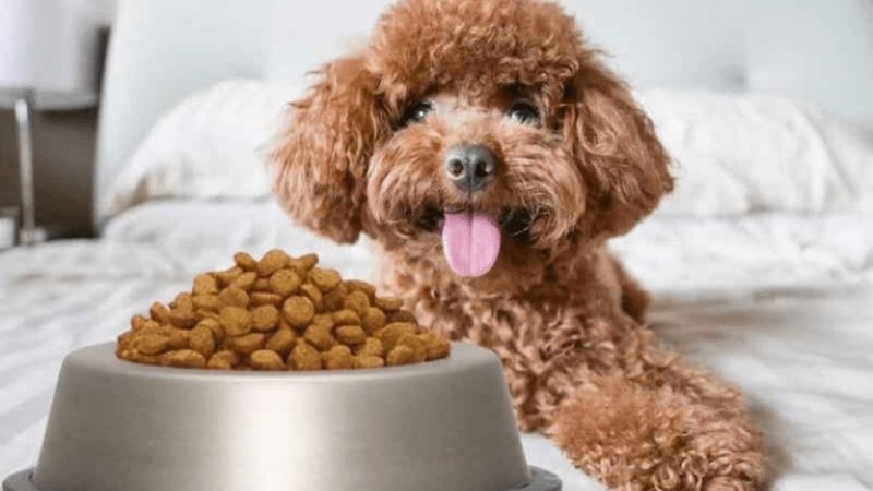 Lợi ích của thức ăn hạt cho chó Natural Core