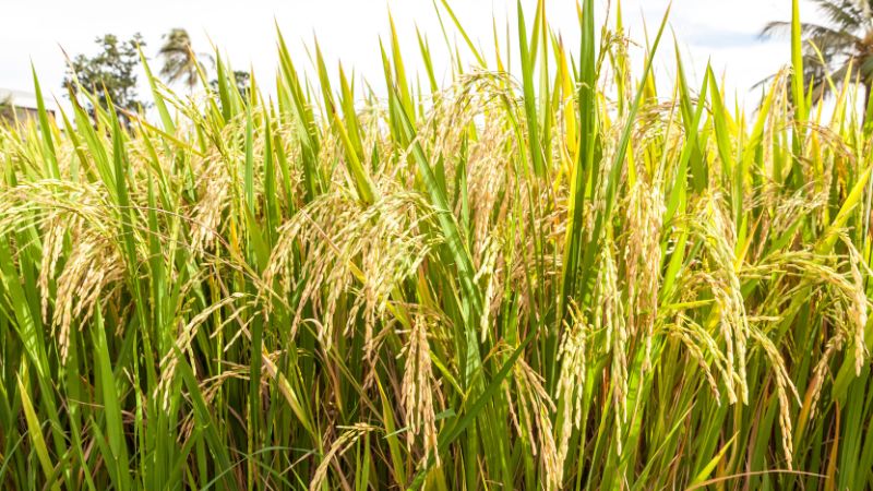 Giá lúa hôm nay 5/4