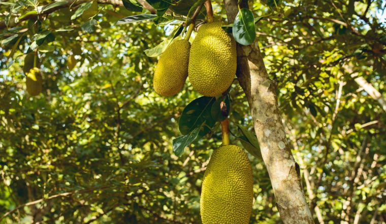 Giá mít Thái hôm nay 05/04/2023: Giá cao nhất là 42.000đ