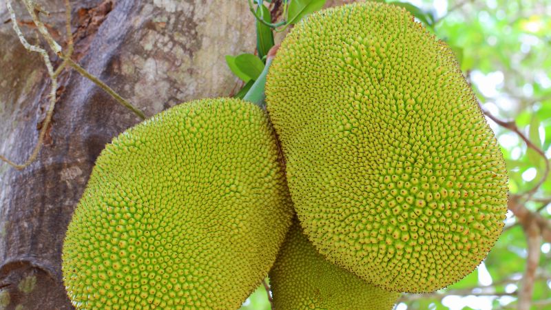 Giá mít Thái hôm nay 05/04/2023