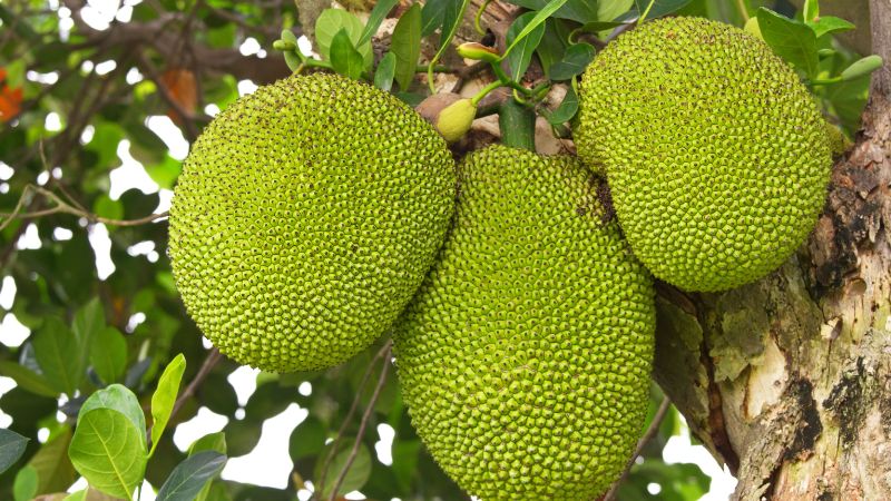 Giá mít Thái hôm nay 05/04/2023