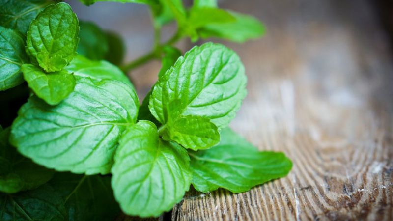 Peppermint leaves