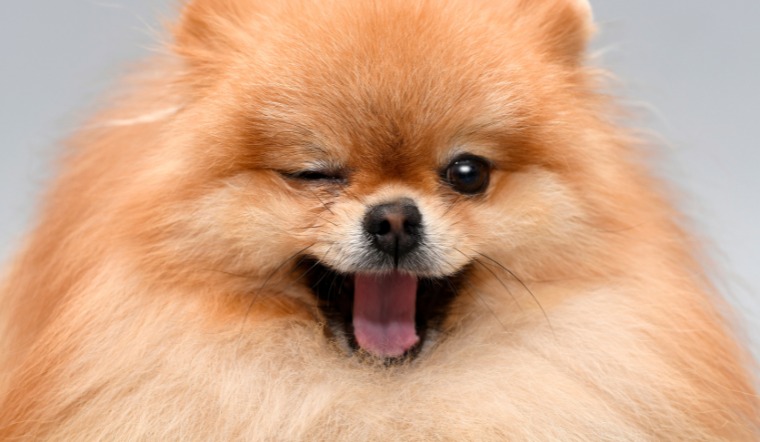 Cách tắm cho chó Phốc sóc (Pomeranian) lông luôn bông mượt