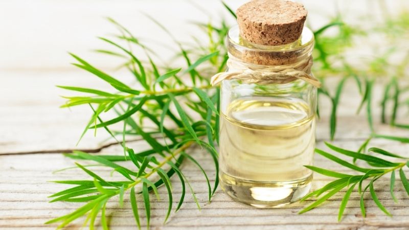 The benefits of tea tree oil