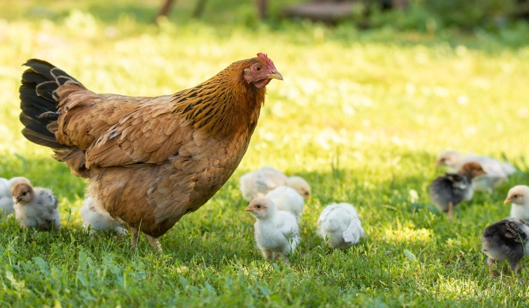 Giá gia cầm hôm nay 06/04/2023: Giá bán đứng yên