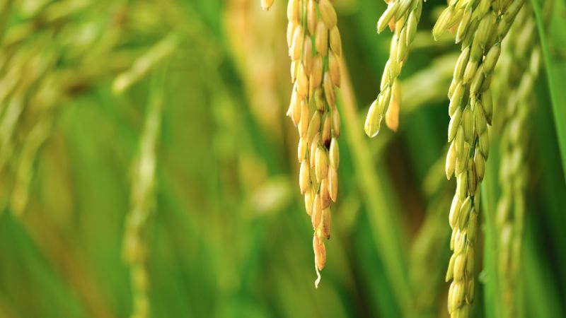 Giá lúa hôm nay 6/4