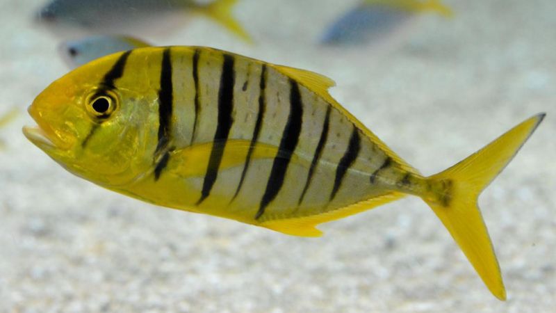 Yellow Barracuda