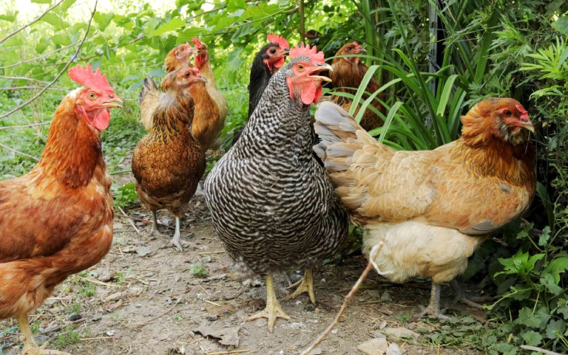 Giá gà hôm nay ngày 07/04