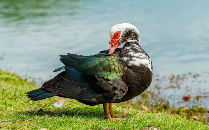 Giá vịt hôm nay ngày 07/04