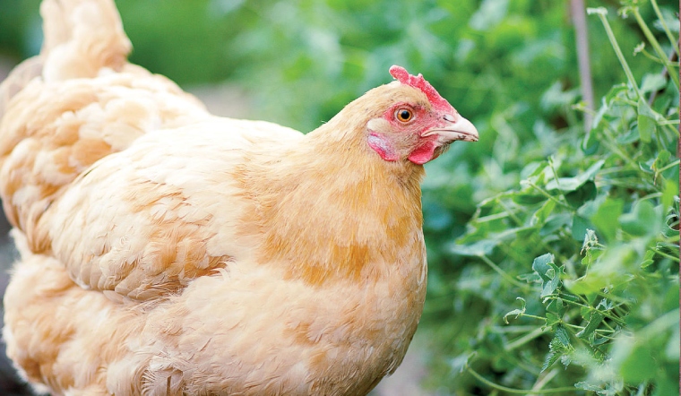 Giá gia cầm hôm nay 07/04/2023: Gà Minh Dư và vịt ghi nhận thay đổi