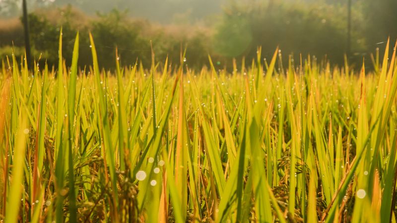 Giá lúa hôm nay 7/4