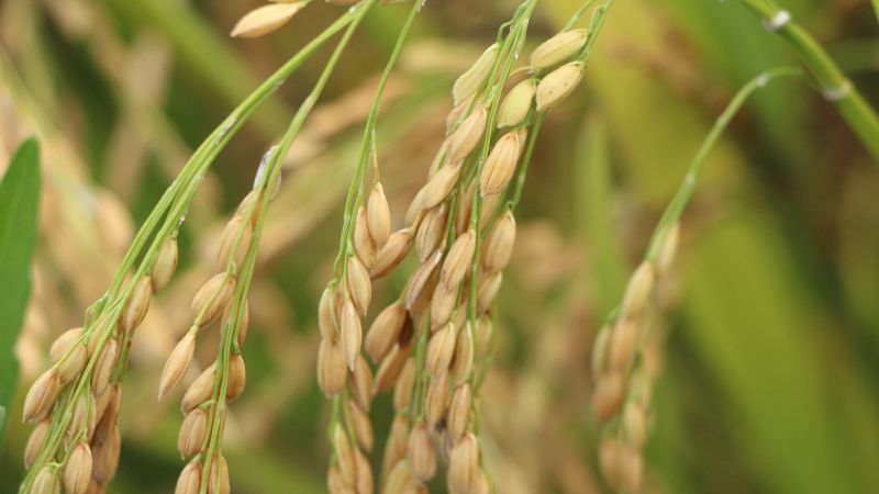 Giá lúa hôm nay 8/4