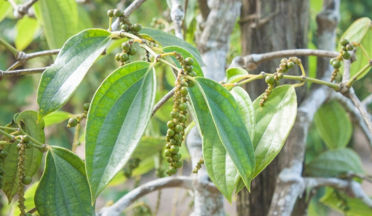 Giá tiêu hôm nay 8/4/2023: Không có sự biến động, cao nhất 65.500 đồng/kg