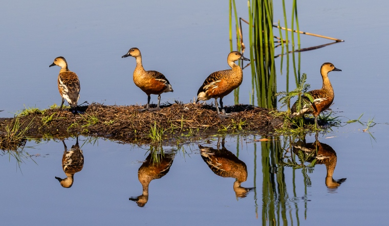 Giá gia cầm hôm nay 08/04/2023: Giá đi ngang ngày cuối tuần