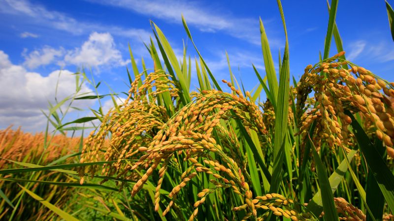 Giá lúa hôm nay 10/4