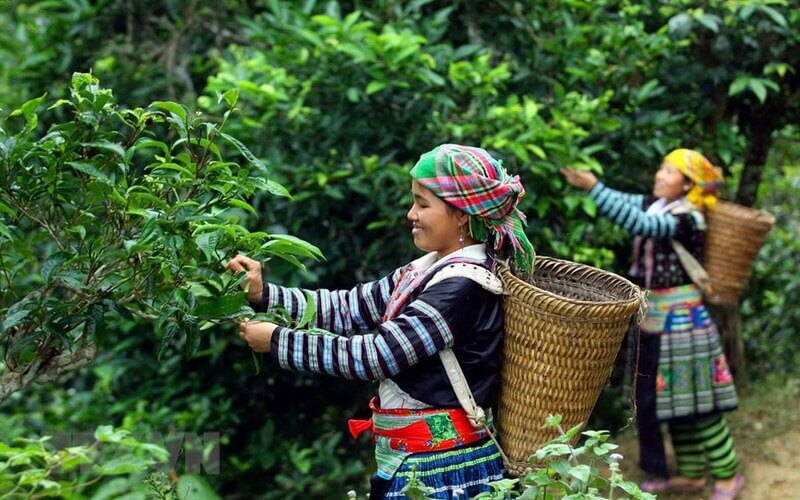 Làng nghề chế biến chè Shan tuyết tại thôn Nậm Chàng,