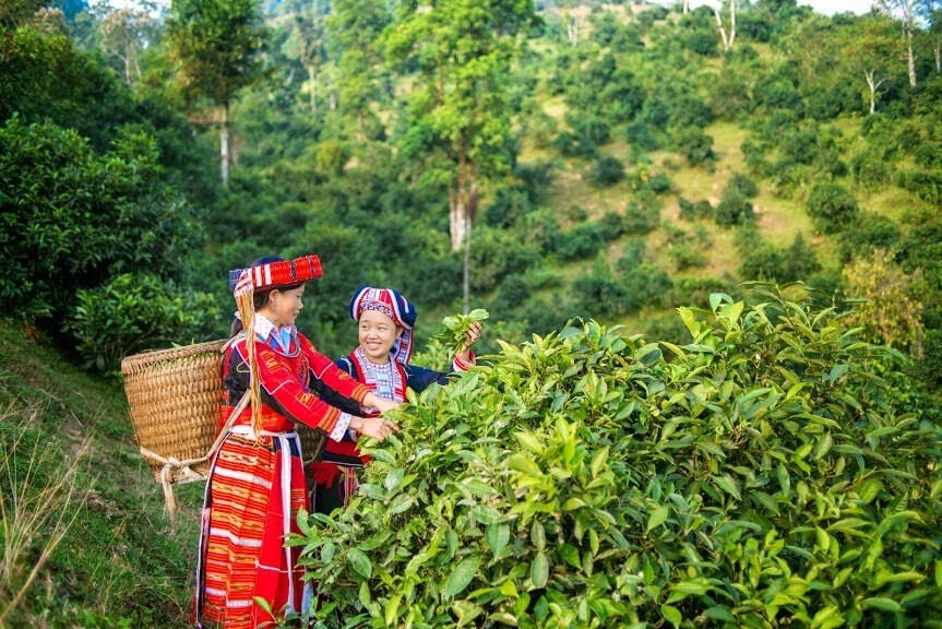 Tại thôn Nậm Chàng, du khách có thể tham quan các nhà máy chế biến chè, tìm hiểu quy trình sản xuất từ khi thu hoạch lá chè cho đến khi đóng gói sản phẩm.