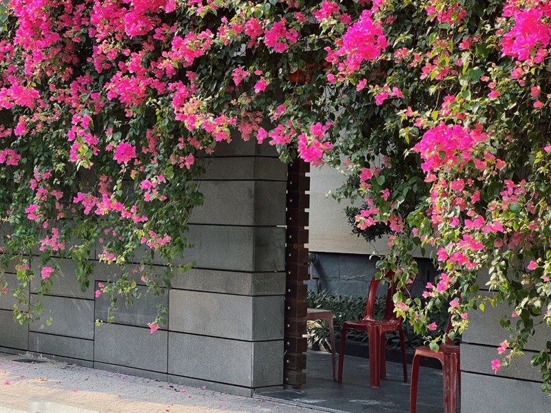 Phần hoa màu hồng rực rỡ trên nền lá xanh, càng nổi bật hơn khi bên dưới là bức tường đơn sắc.