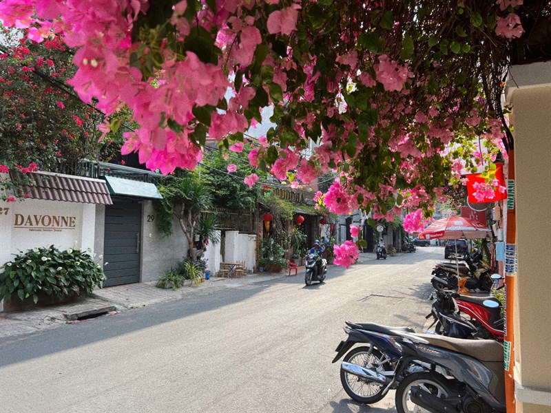 Cứ mỗi dịp hè về ở Sài Gòn, chúng ta rất dễ dàng bắt gặp những con đường hoa giấy ngập tràn sắc màu tô điểm khắp phố phường.