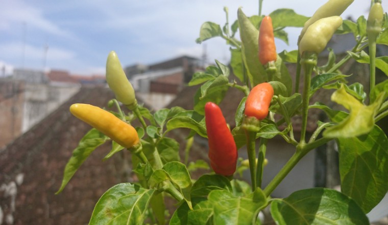 Giá ớt hôm nay 11/04/2023: Không đổi so với hôm qua