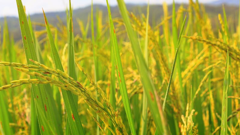 Giá lúa hôm nay 12/4