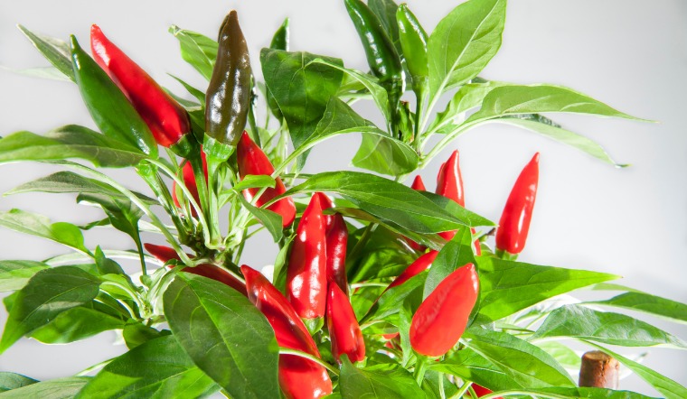 Giá ớt hôm nay 12/04/2023: Thị trường tiếp tục đi ngang