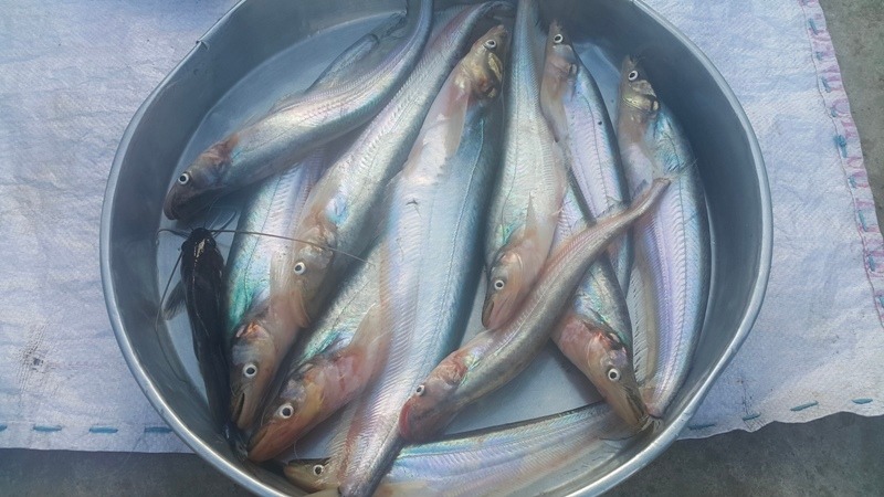 Loài cá đặc sản sông Sở Thương – Đồng Tháp có giá 300.000 đồng/kg