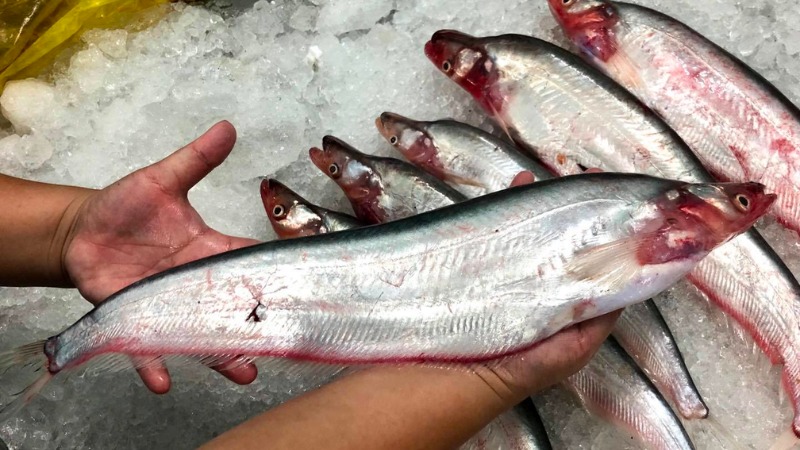 Loài cá đặc sản sông Sở Thượng - Đồng Tháp có giá bán 300.000 đồng/ký