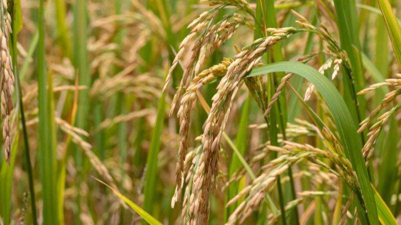 Giá lúa hôm nay 13/4 Giá lúa hôm nay 13/4