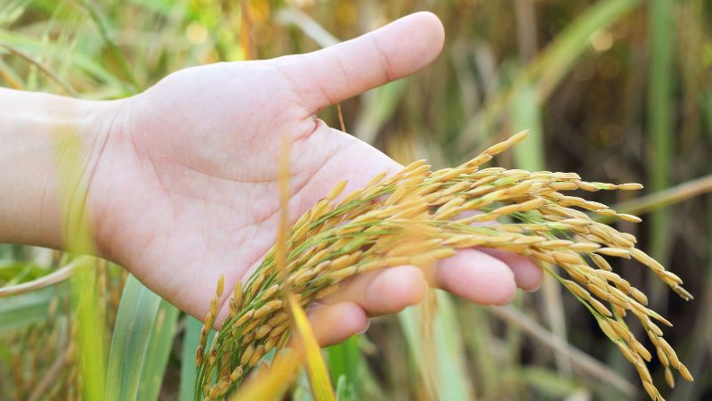 Giá lúa hôm nay 14/4